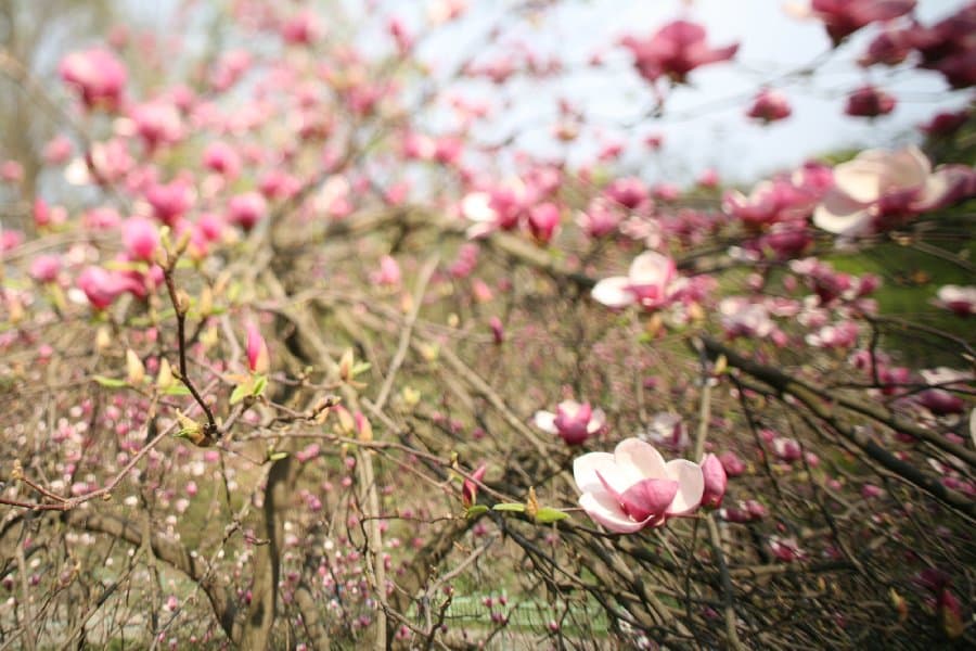Магнолии — фото 2