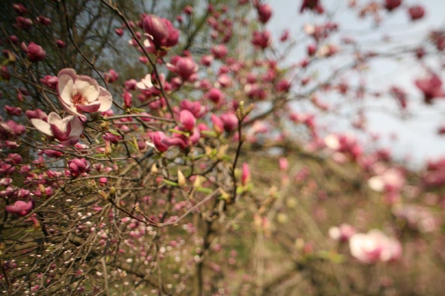 Магнолии — фото 3