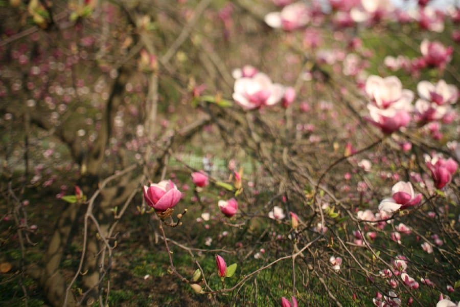Магнолии — фото 4