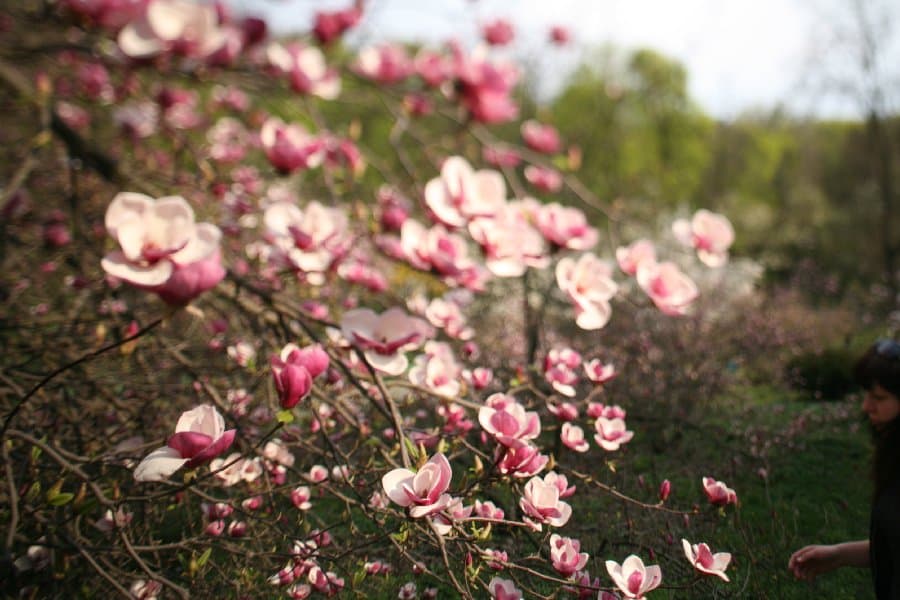 Магнолии — фото 5