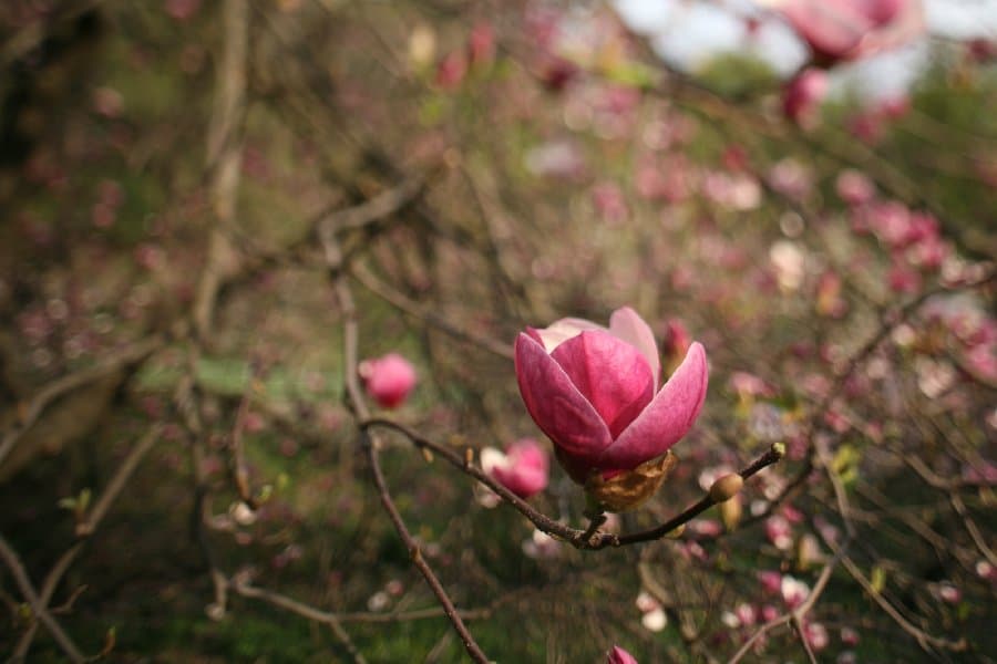 Магнолии — фото 6