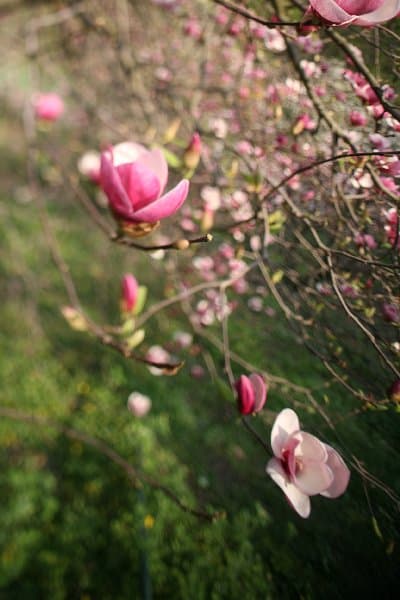 Магнолии — фото 7