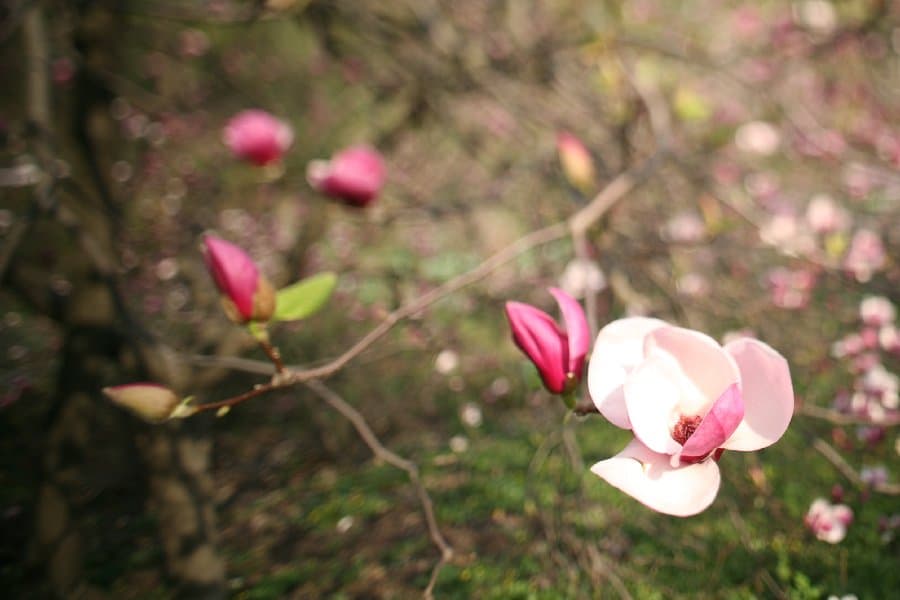 Магнолии — фото 8