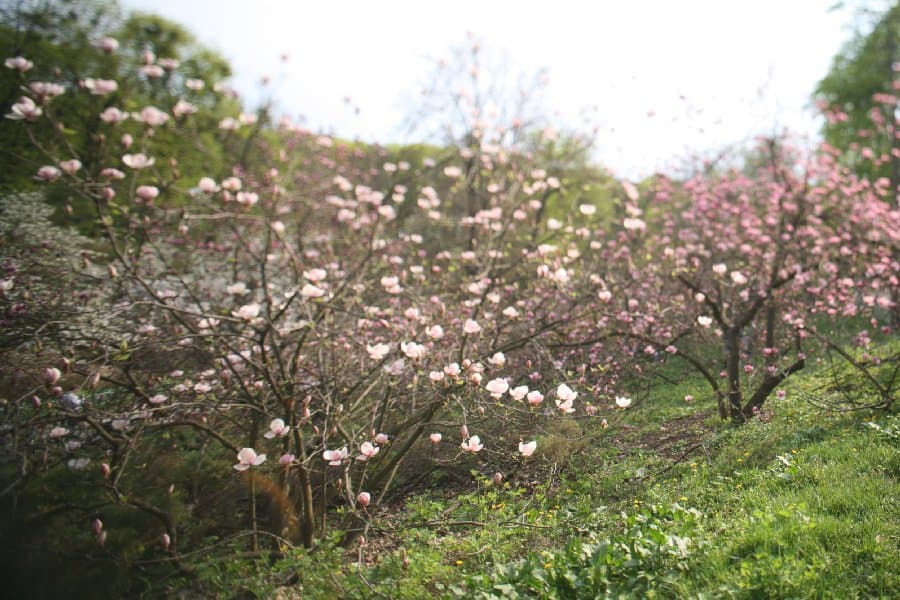 Магнолии — фото 9