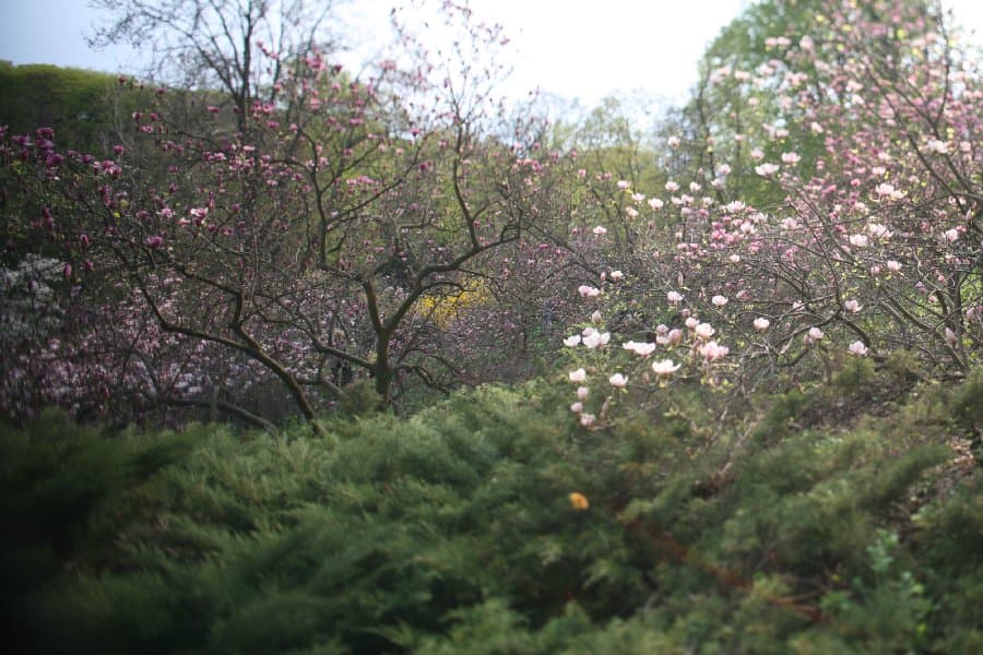 Магнолии — фото 10