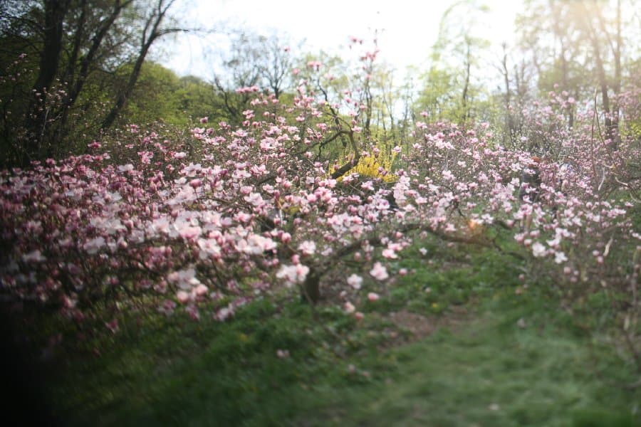 Магнолии — фото 12