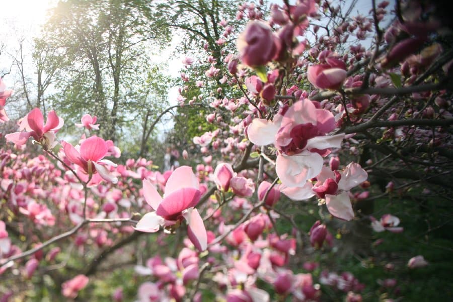 Магнолии — фото 13