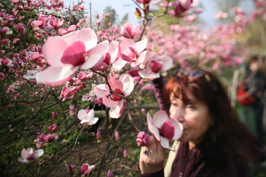 Магнолии — фото 14