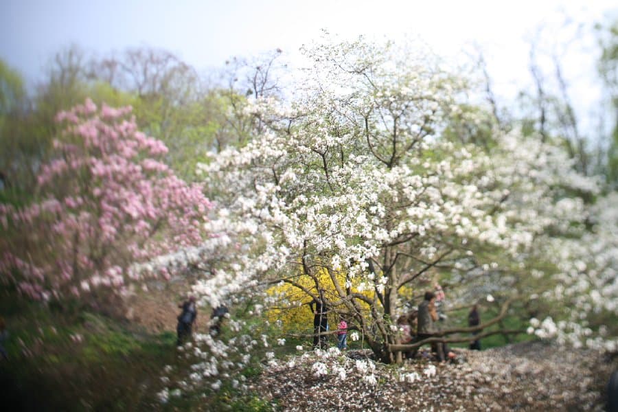 Магнолии — фото 15