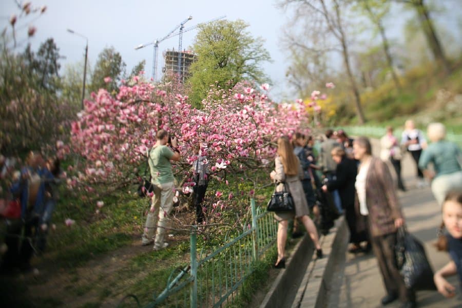Магнолии — фото 16