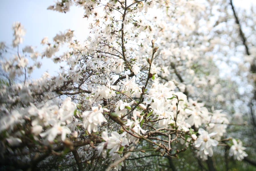 Магнолии — фото 17